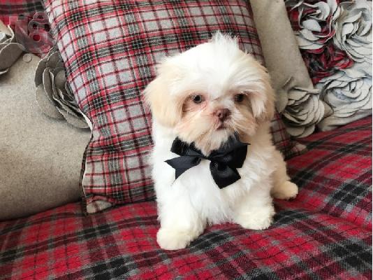 Slatki Kardashian Shitzu Pups na prodaju!